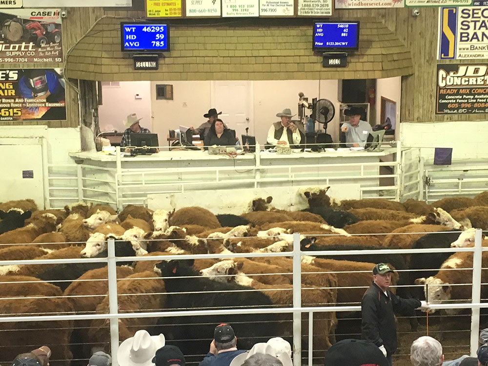 PlaceHolder Ad – Bred Cows